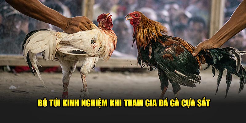Bỏ túi kinh nghiệm khi tham gia đá gà cựa sắt