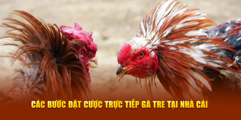 Các bước đặt cược trực tiếp gà tre tại nhà cái
