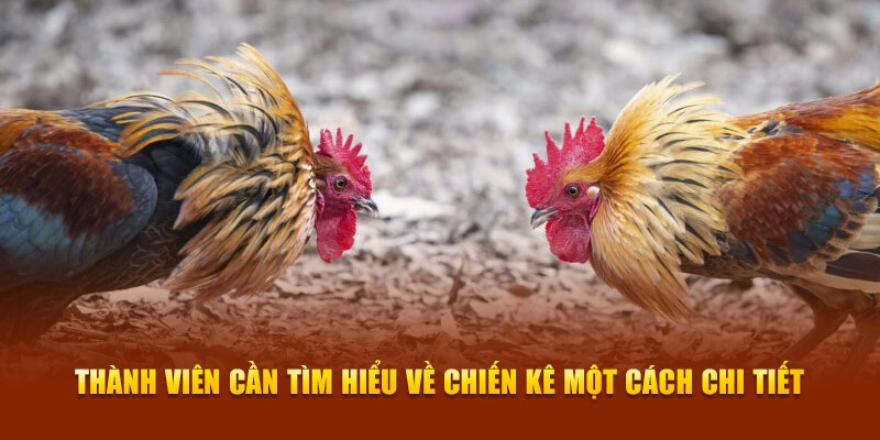 Thành viên cần tìm  hiểu về chiến kê một cách chi tiết